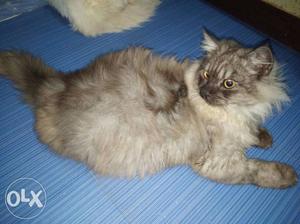 Persian male cat grey colour. Only 5 month. Urgently sell