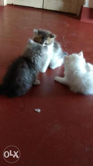 Persian male kittens- two and half months old.