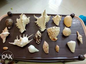 Personal collection of shells