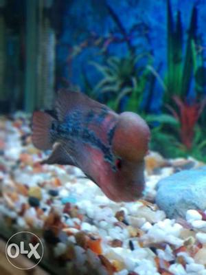 Pink And Black Flowerhorn 3 months old 4 inches