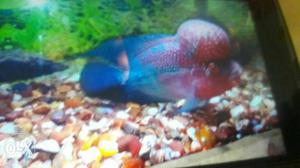 Pink And Blue Flowerhorn Fish