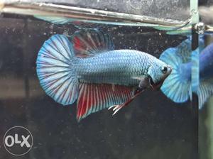 Plaket Betta available call me on 