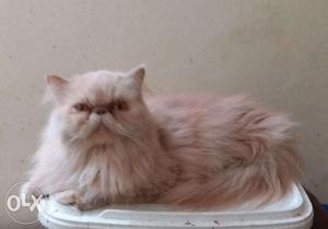 Pregnant Extreme Punch Face Female Persian cat