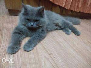 Punch face persian male cat 8 months old