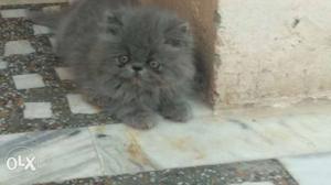 Pure Persian cat Punch face 2 month for sale