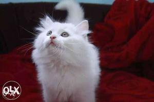Pure persian breed healthy active and play full