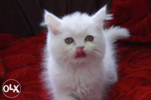 Pure persian breed healthy active and play full