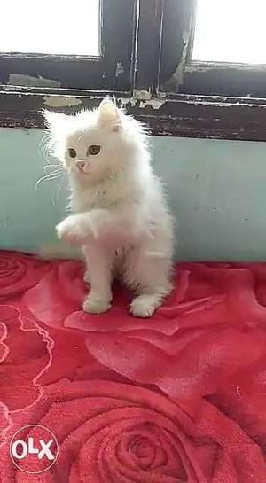 Pure persian breed healthy and active