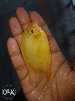 Red spot severum and carp for sale  per pair