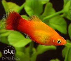 Red sword and platy fish 100 num