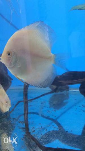 Refelsia discus 4/5"