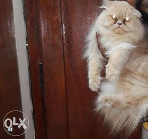 Semi punch persian male cat for sale...9months