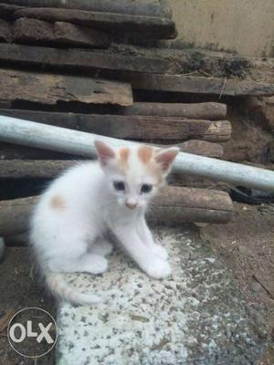 Short-coated White And Orange Tabby Kitten
