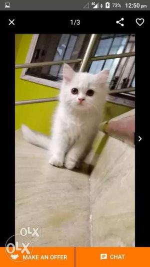 Short-fur White Kitten Screenshot