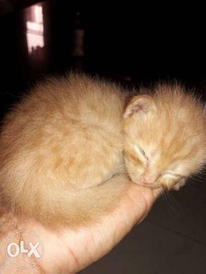 Short-furred Orange Tabby Kitten