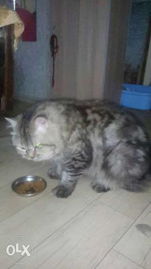 Siberian male cat available for matting