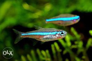 Tetra fish for sale 12 tetra fishes