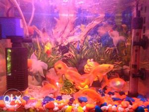 The aquarium is available for sale including