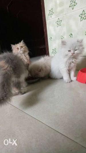 Three Brown, Orange, And White Persian kittens