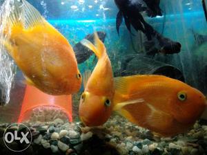 Three Orange Fishes