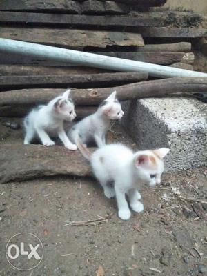 Three White-and-brown Kittens