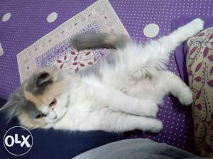 Triple fur Persian kittens available.