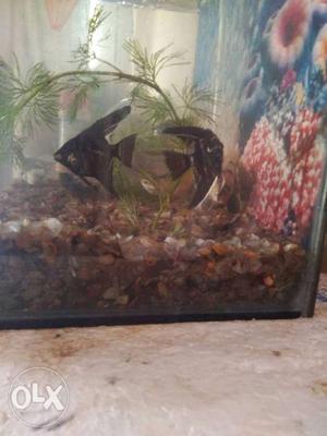 Two Black Aquarium Fish