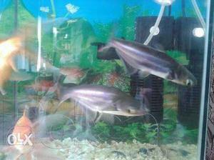Two Gray Aquarium Fishes