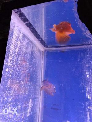 Two Orange And Gray Pet Fishes