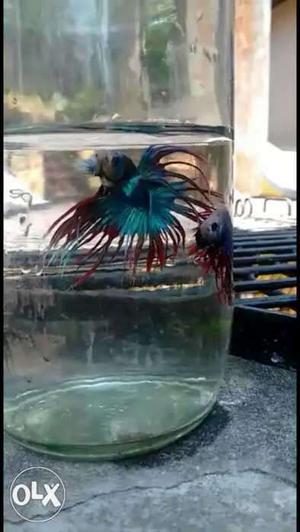 Two Red And Blue Betta Fishes