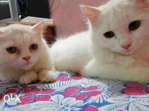 Two Short Fur White Cat's