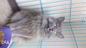 Urgent sale Female Persian cat for sale