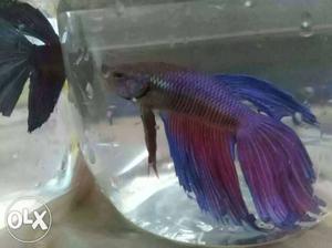 Vailtail male Betta's call me