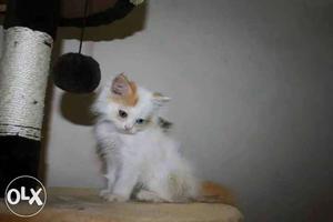 Van persian kittens available