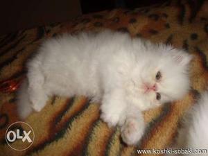 Very lovely persian cat and kitten available