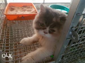 White, Black, And Orange Persian Cat calico female 5 month
