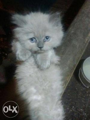 White Himaliyn Kitten