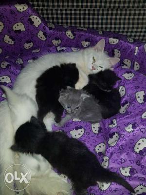 White Persian Cat With Kittens