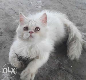 White Persian Kitten Semipunch...
