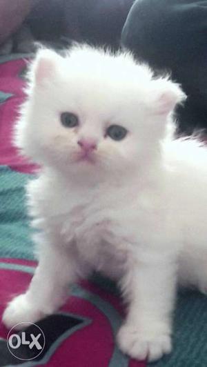 White Persian cat 1 month old