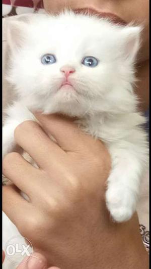 White kitten Available male female for more &