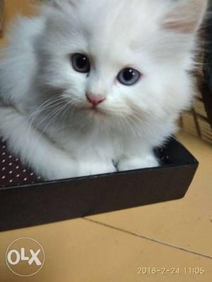 White pure Persian kitten