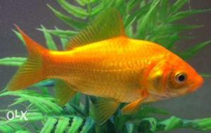 1.5 inch common gold fish.Healthy and active