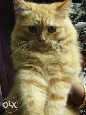 1 year old semi doll face healthy male cat for