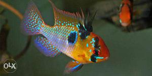 2.5 inch size Blue Rami Chichild fish. Rate 25 per pcs