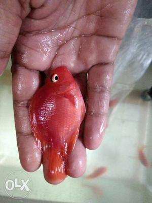 2.5 to 3 inch size parot fish
