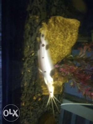 2 cat fish. White colour. 5 leanc long. And,