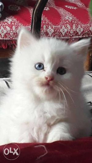 2 months male pure persian. completely healthy