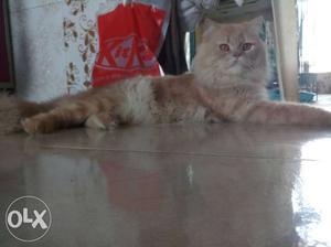 2 pershion male orange female grey cat 15 month old per cat