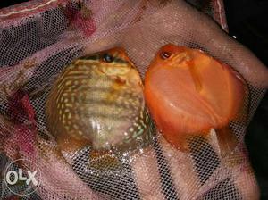 3.5 to 4 inch size discus fish